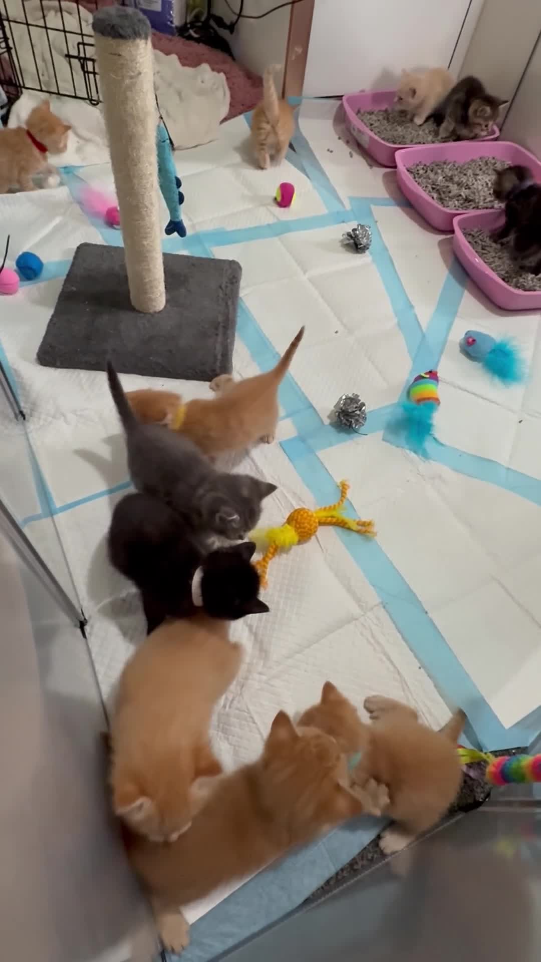 Mixed Breed cats for sale: Adorable Kittens Looking for Their Forever Homes - Video 2