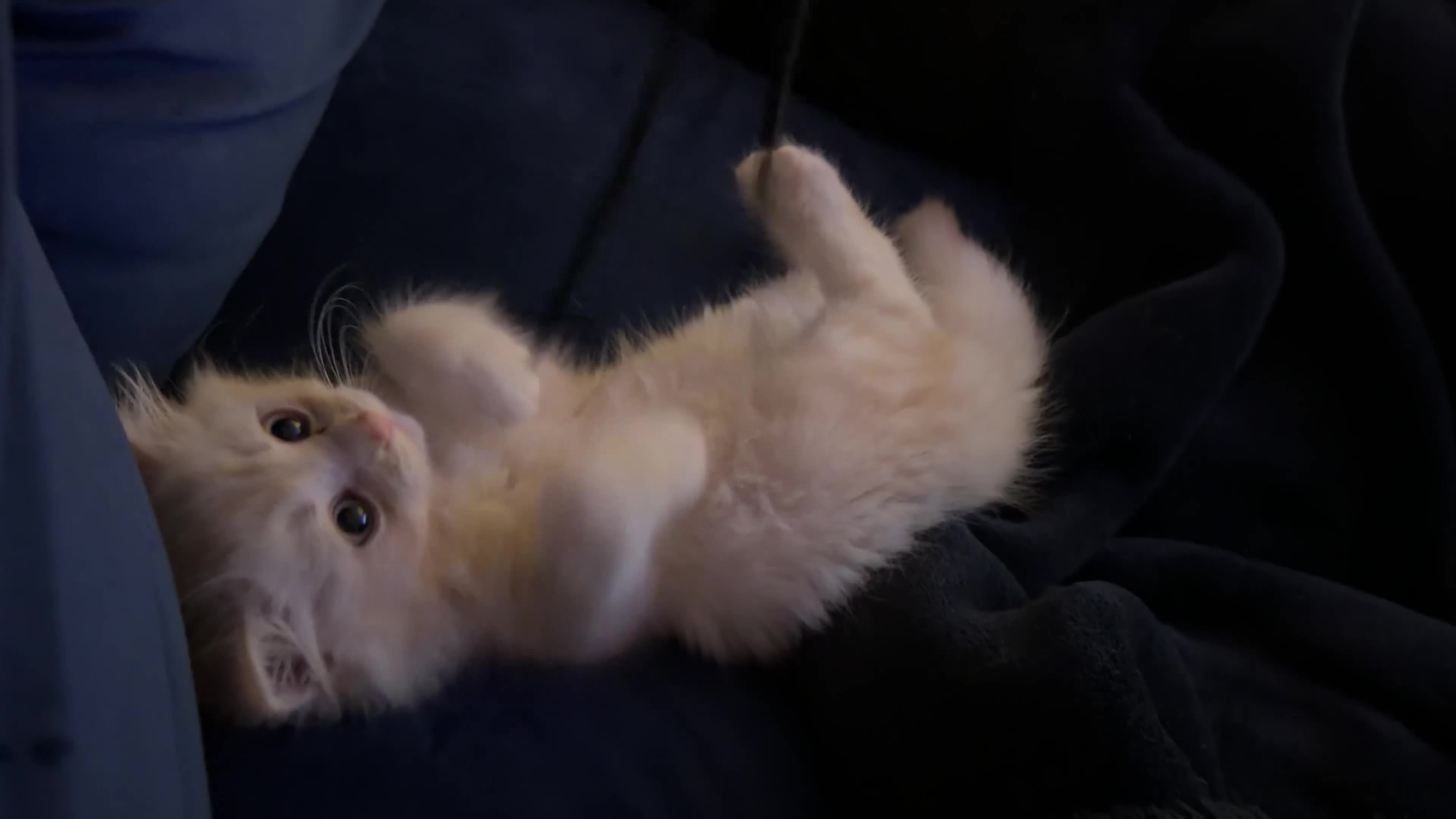 British Longhair cats for sale: Rare Fluffy Cream British longhair Kitten  in Bradford - Video 1