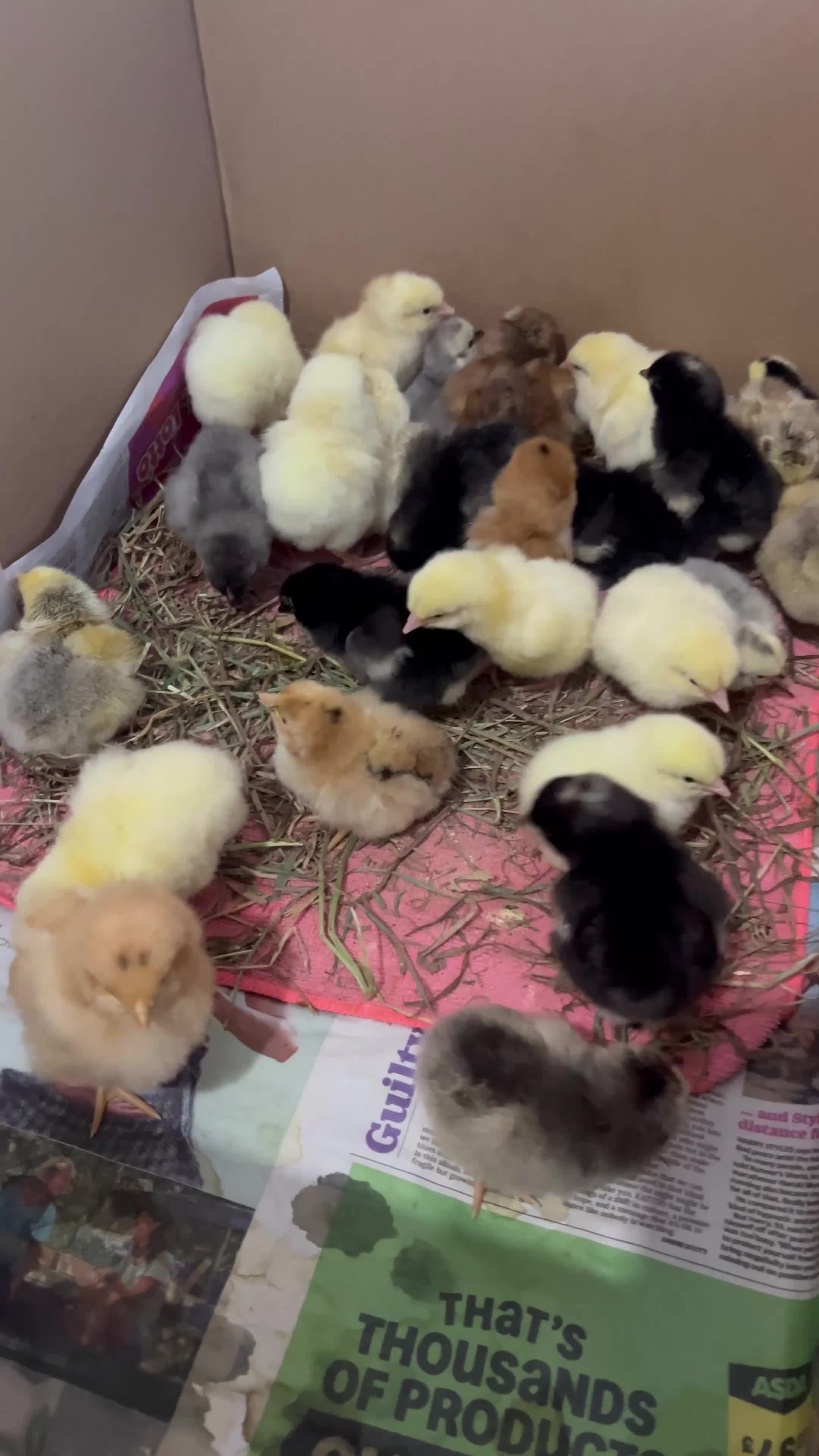 Chickens poultry for sale: 14x Day Old Chicks for sale in Hounslow! - Video 2