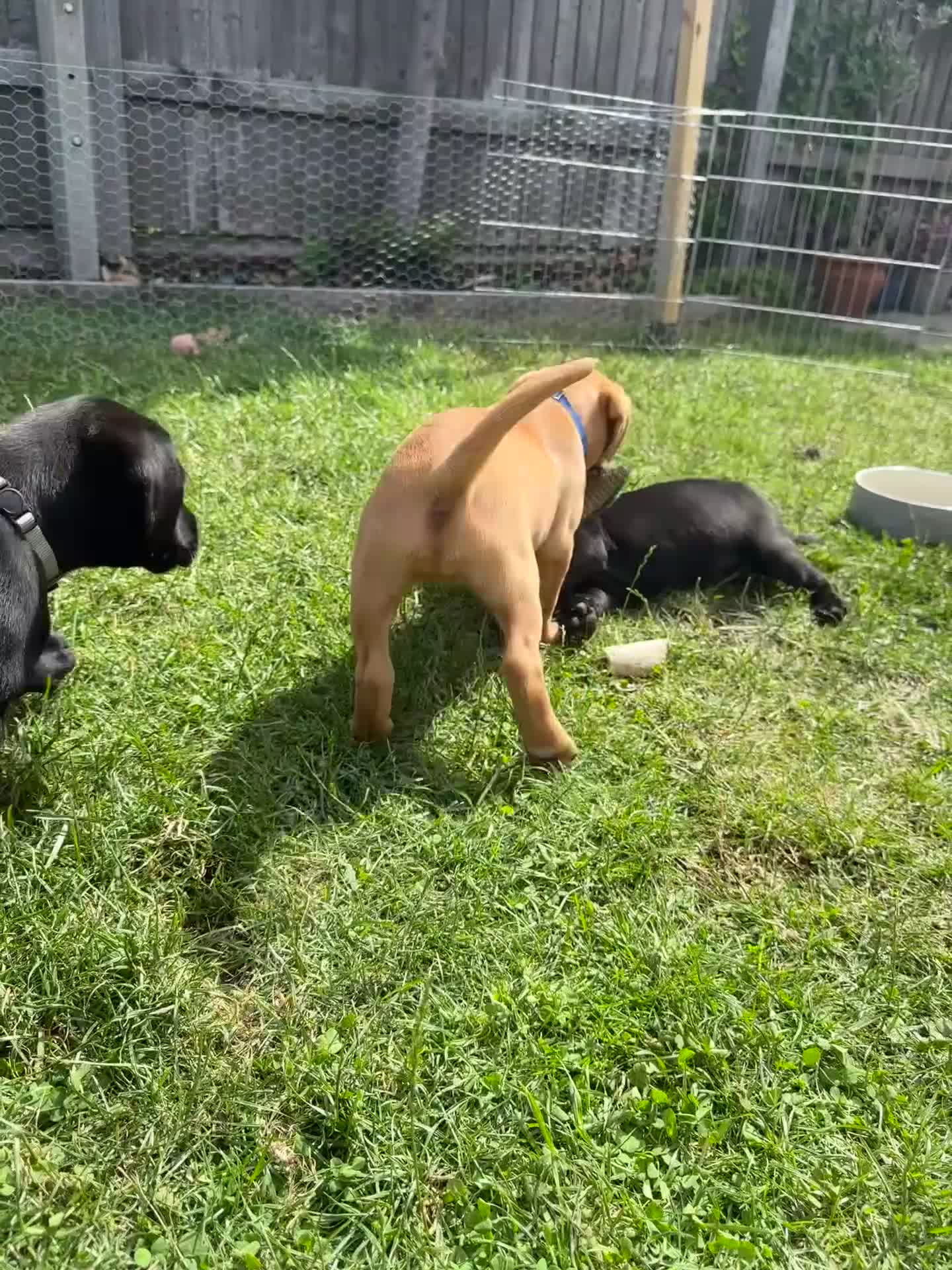Labrador Retriever dogs for sale: Stunning KC registered Red & Black puppies - Video 1