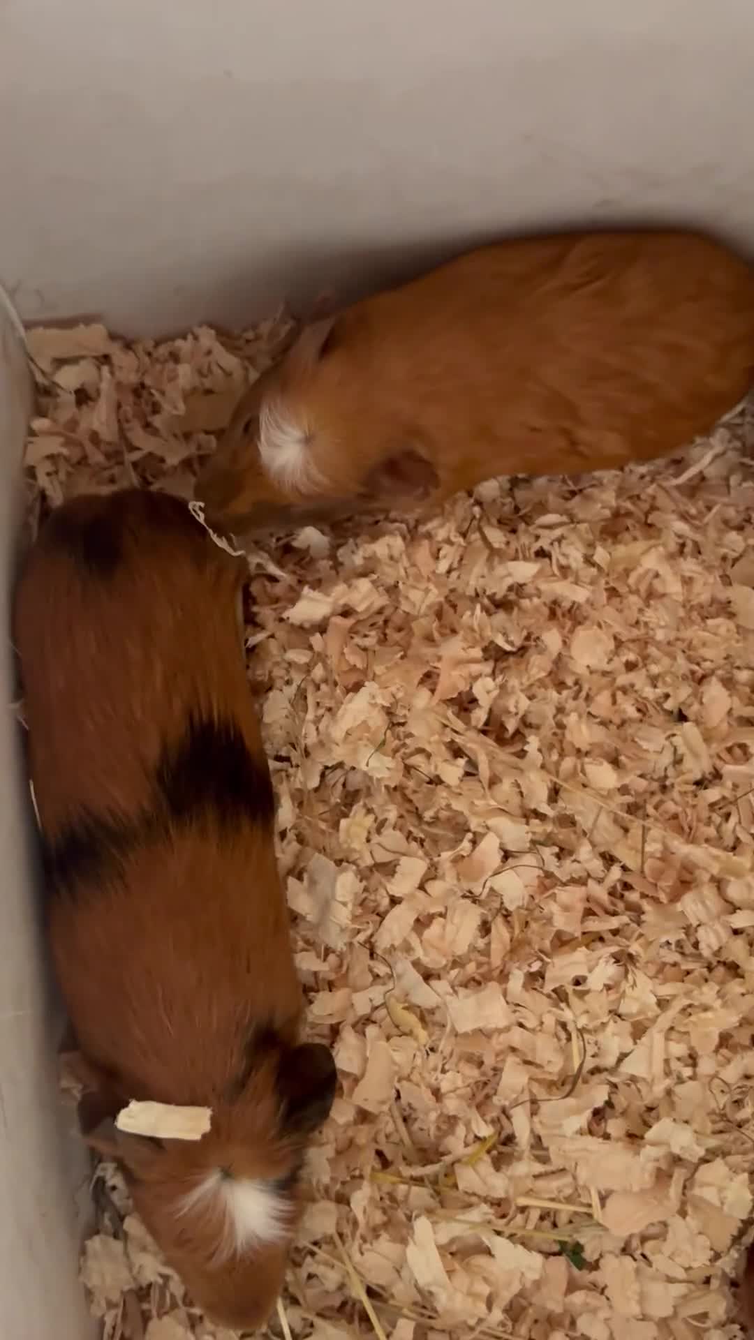 Guinea Pig rodents for sale: Beautiful and friendly guinea pig babies  - Video 4