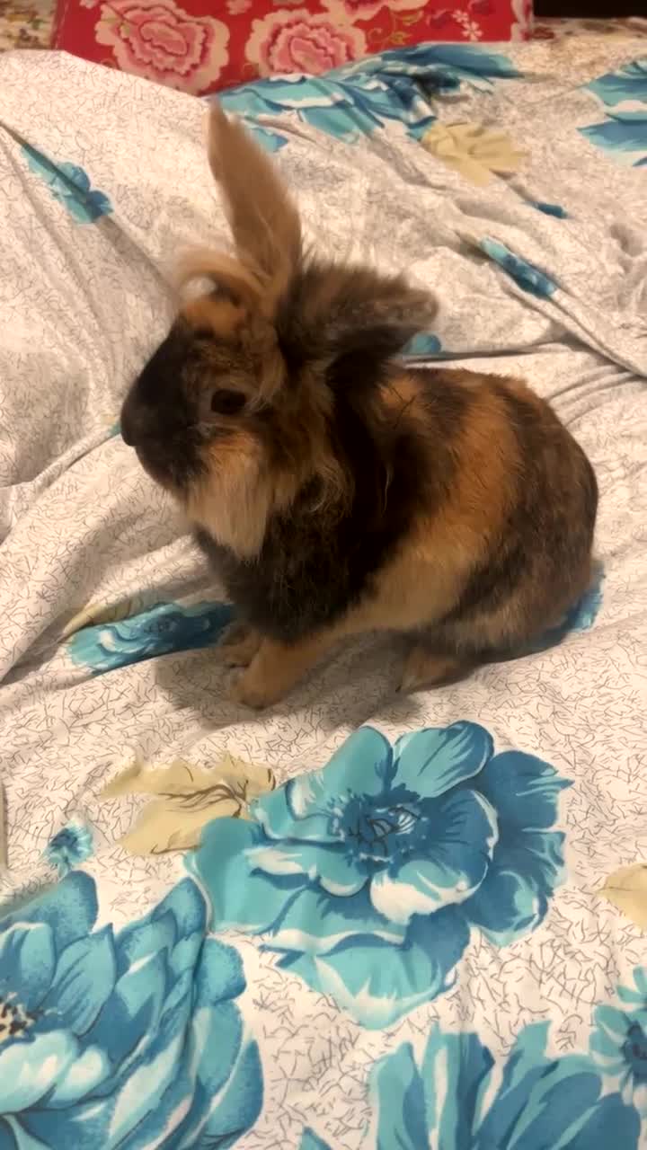 Lionhead rabbits for sale: Huncho - Lionhead  - Video 1