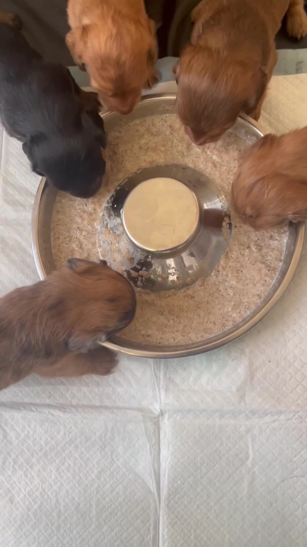Miniature Dachshund dogs for sale: Long haired dachshund puppies   - Video 1