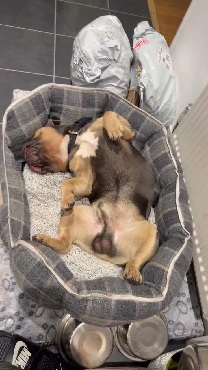 French Bulldog dogs for stud: Ace - Blue and Tan - STUD ONLY in Northolt - Video 1