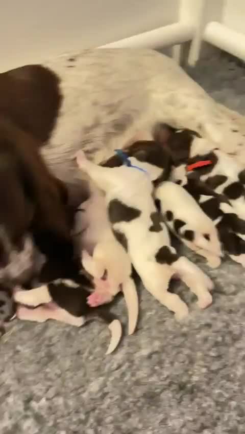 English Springer Spaniel dogs for sale: Adorable KC Registered Springer Spaniel Puppies - Video 1