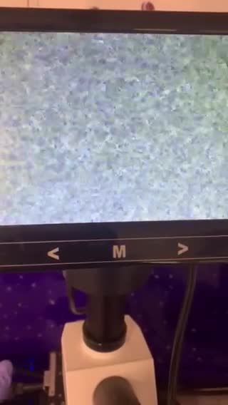 Miniature Dachshund dogs for stud: miniature dachshund stud  in Pontypridd - Video 1