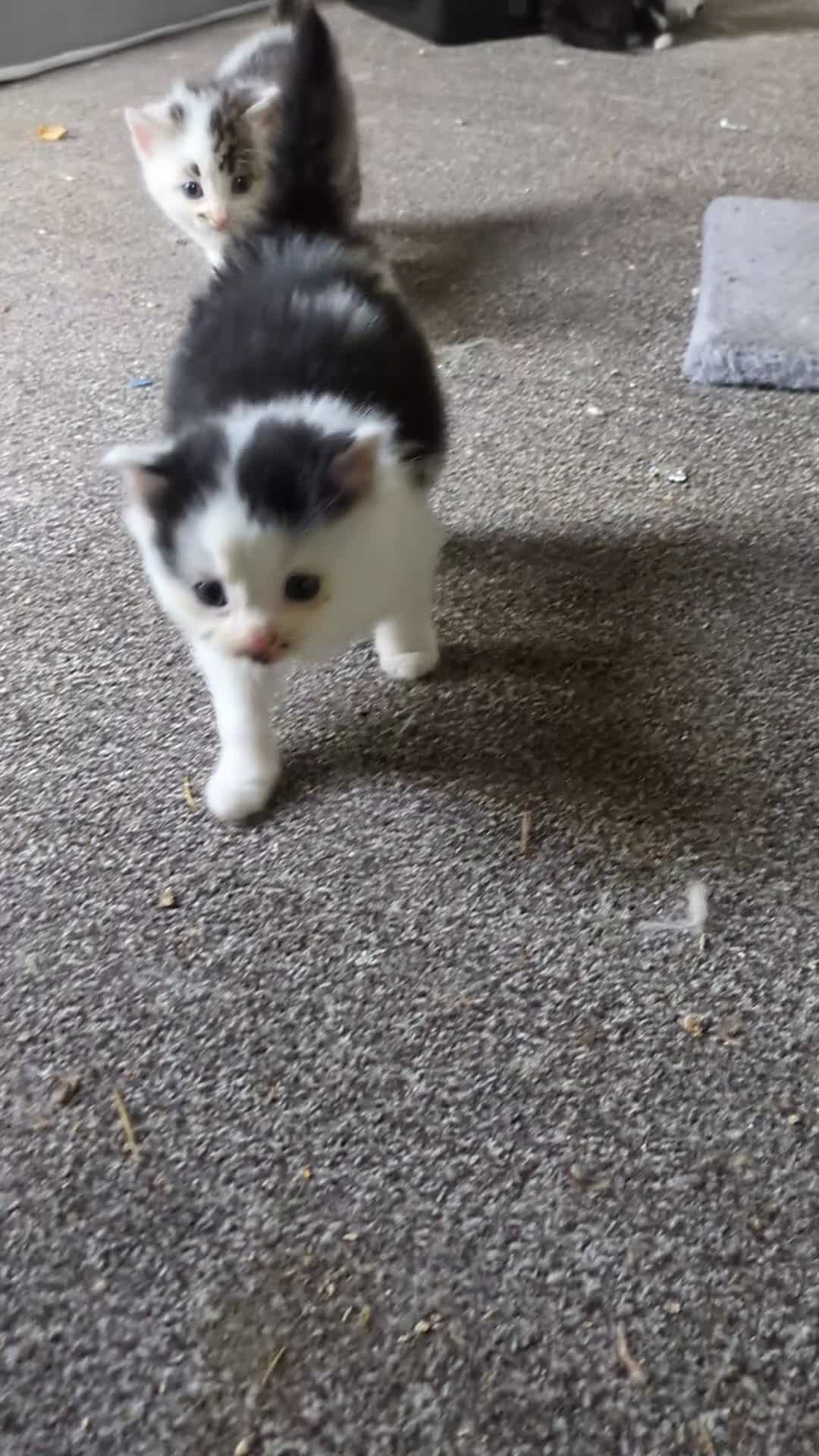 Mixed Breed cats for sale: 6 Adorable Kittens, Great Present! - Video 2