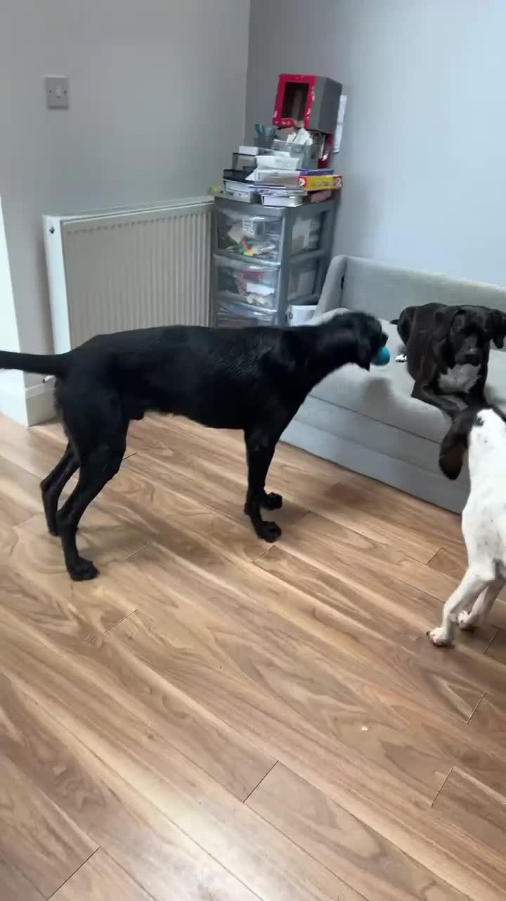 Mixed Breed dogs for adoption: NERO ❤️ lovable Goof ball  - Video 1