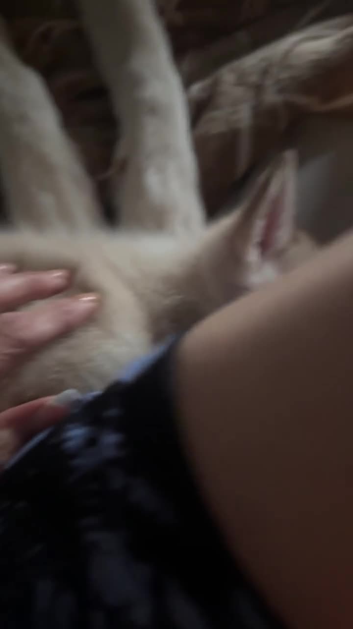 Siberian Husky dogs for sale: Beautiful Siberian husky all boys ready to go - Video 1
