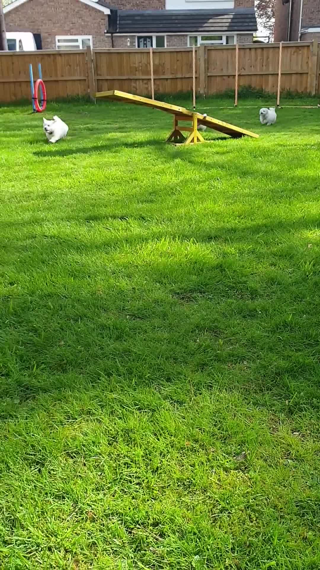 Coton De Tulear dogs for sale: K.C. Reg. Coton de Tulear, health tested parents - Video 2