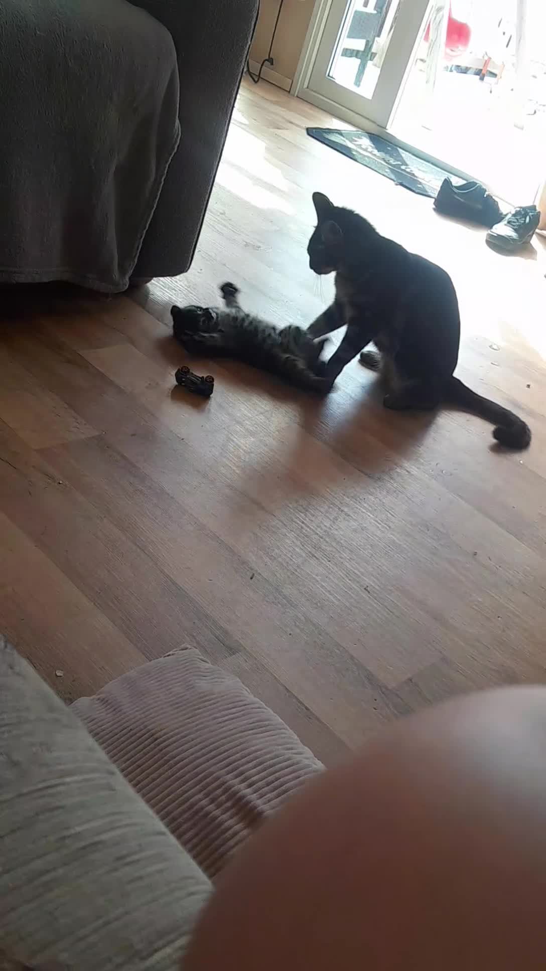 British Shorthair cats for sale: 2 gorgeous playful kittens💗💗 - Video 2