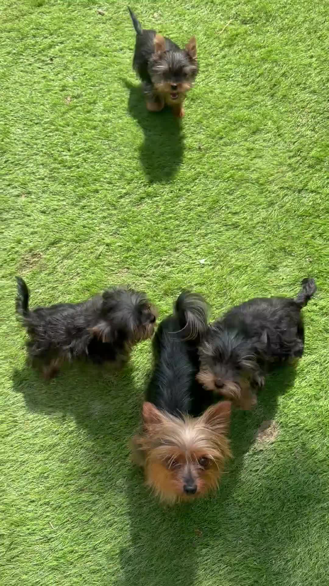 Yorkshire Terrier dogs for sale: Beautiful KC Registered Yorkshire Terrier Males - Video 2
