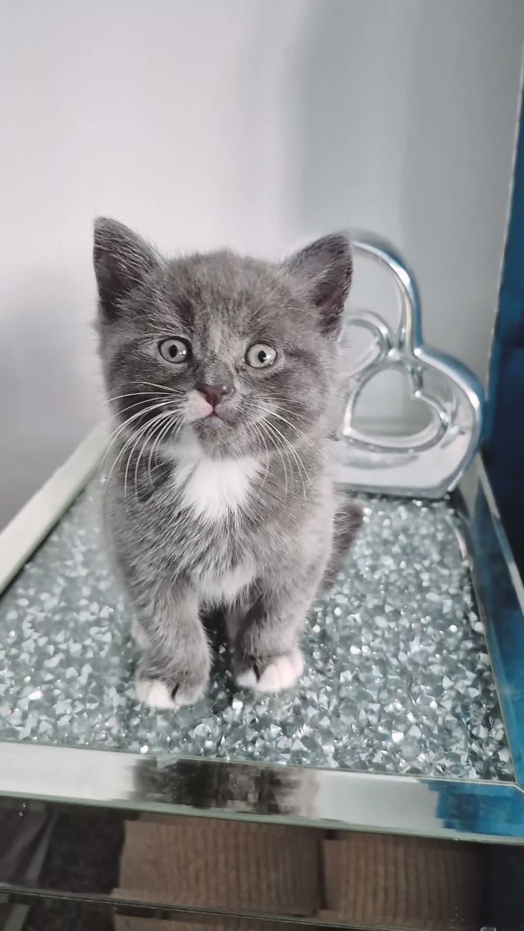 British Shorthair cats for sale: Stunning Blue Shorthair Kittens in Telford - Video 2