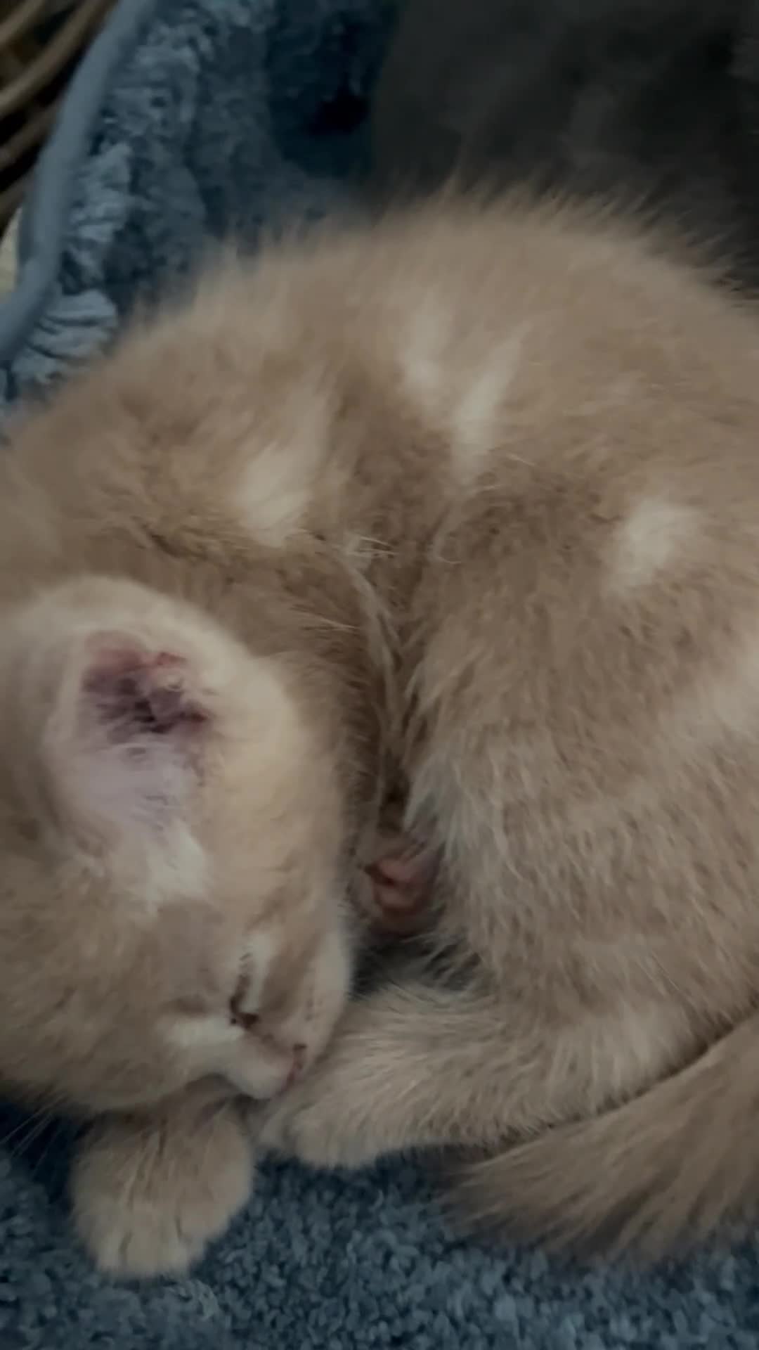 Ragdoll cats for sale: Ginger ragdoll x calm affectionate boy kitten  - Video 3