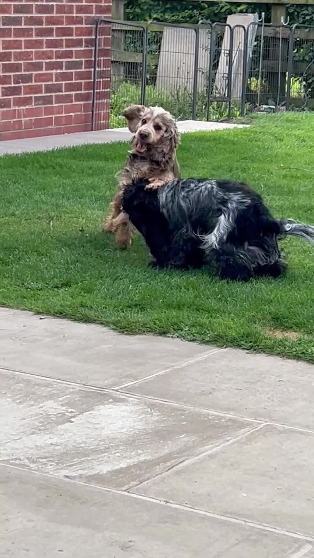 Cocker Spaniel dogs for sale: Show Type 🐾Health Tested 🐾Champion KC lines - Video 1