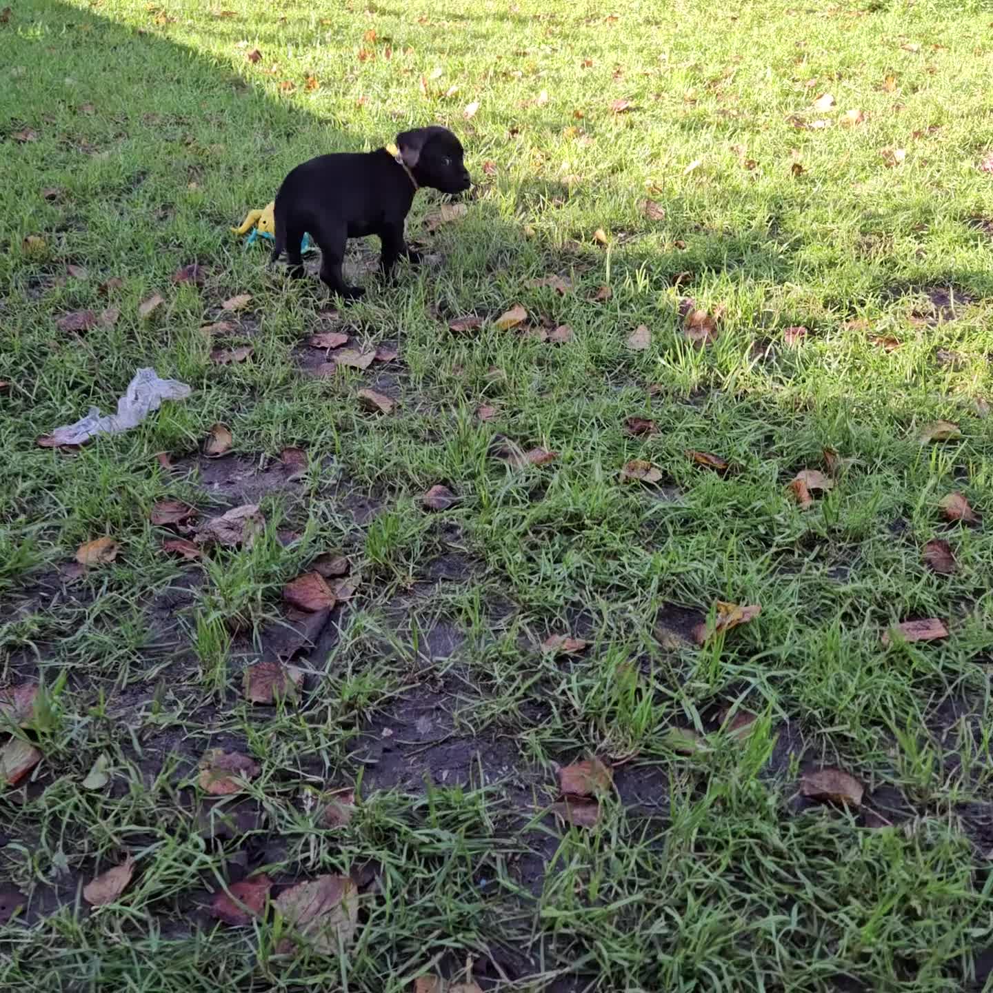 Mixed Breed dogs for sale: French bulldog x German short haired puppies - Video 2