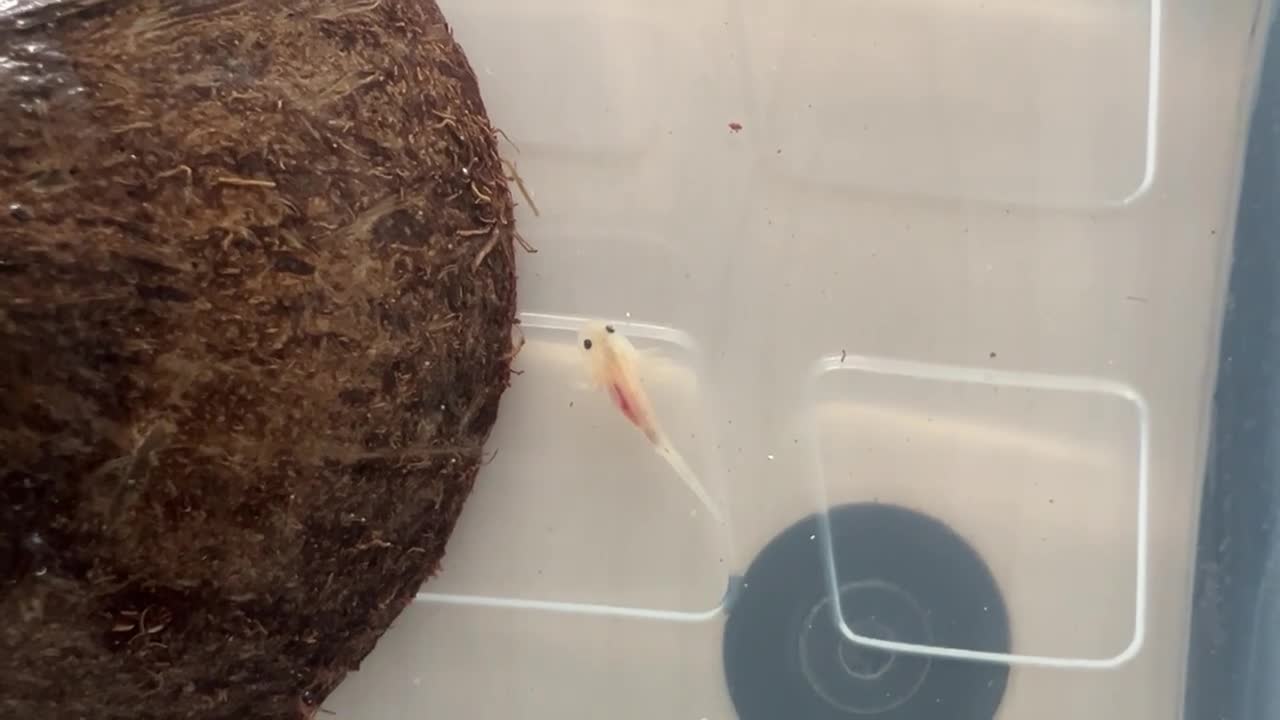 Axolotl reptiles for sale: Baby Axolotls  rehoming - Video 4