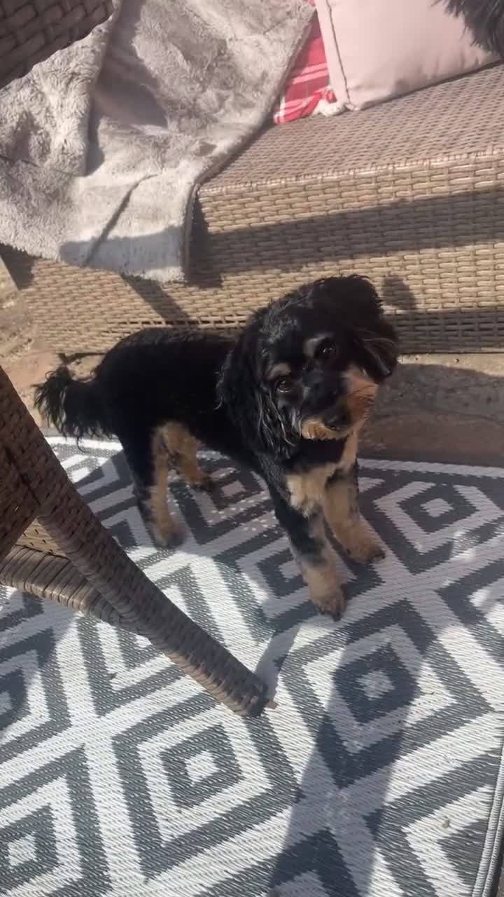 Cockapoo dogs for stud: Proven beautiful black cockapoo - Video 1