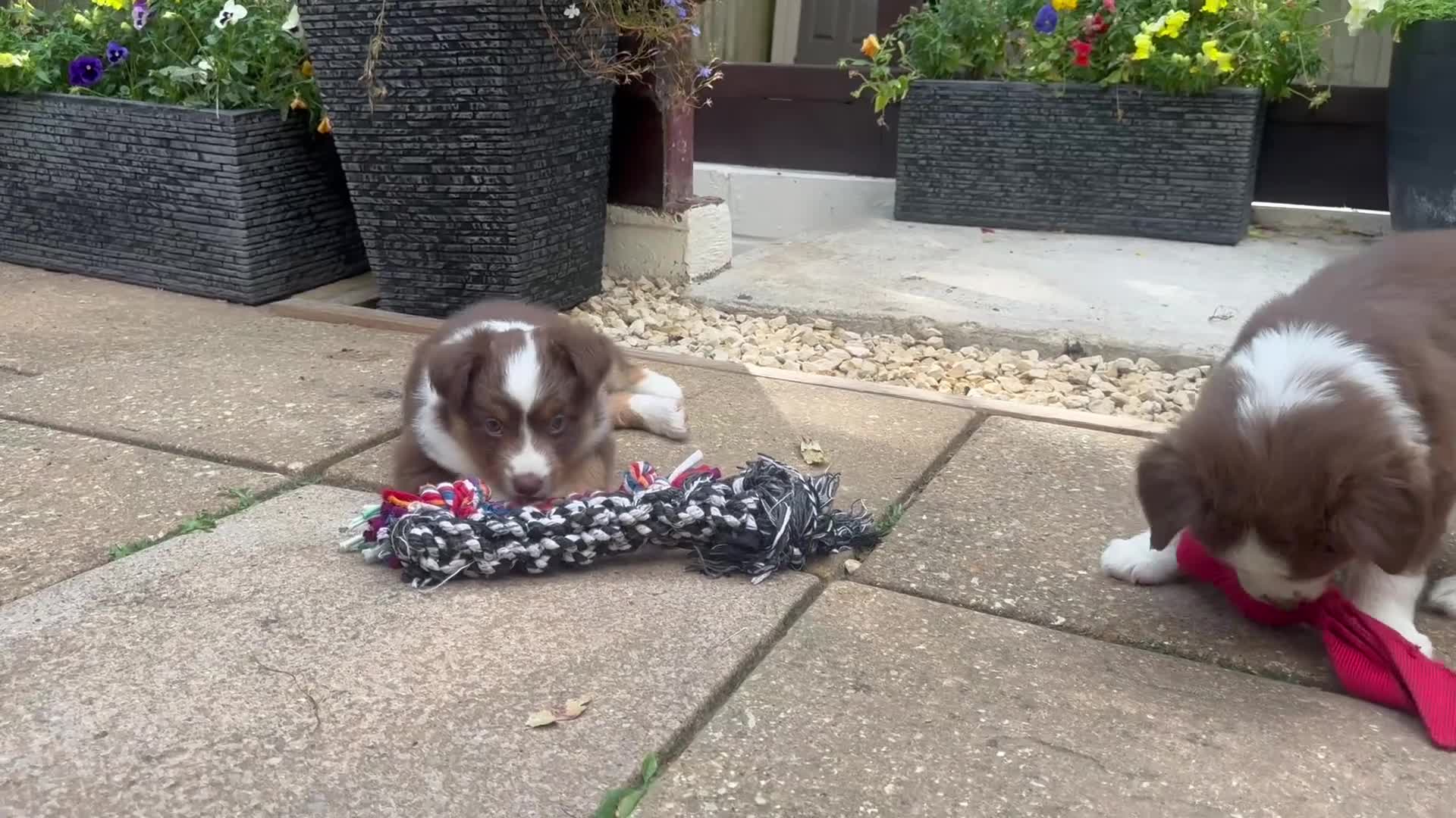 Miniature American Shepherd dogs for sale: Red Tri Miniature American Shepherd Puppies  - Video 1