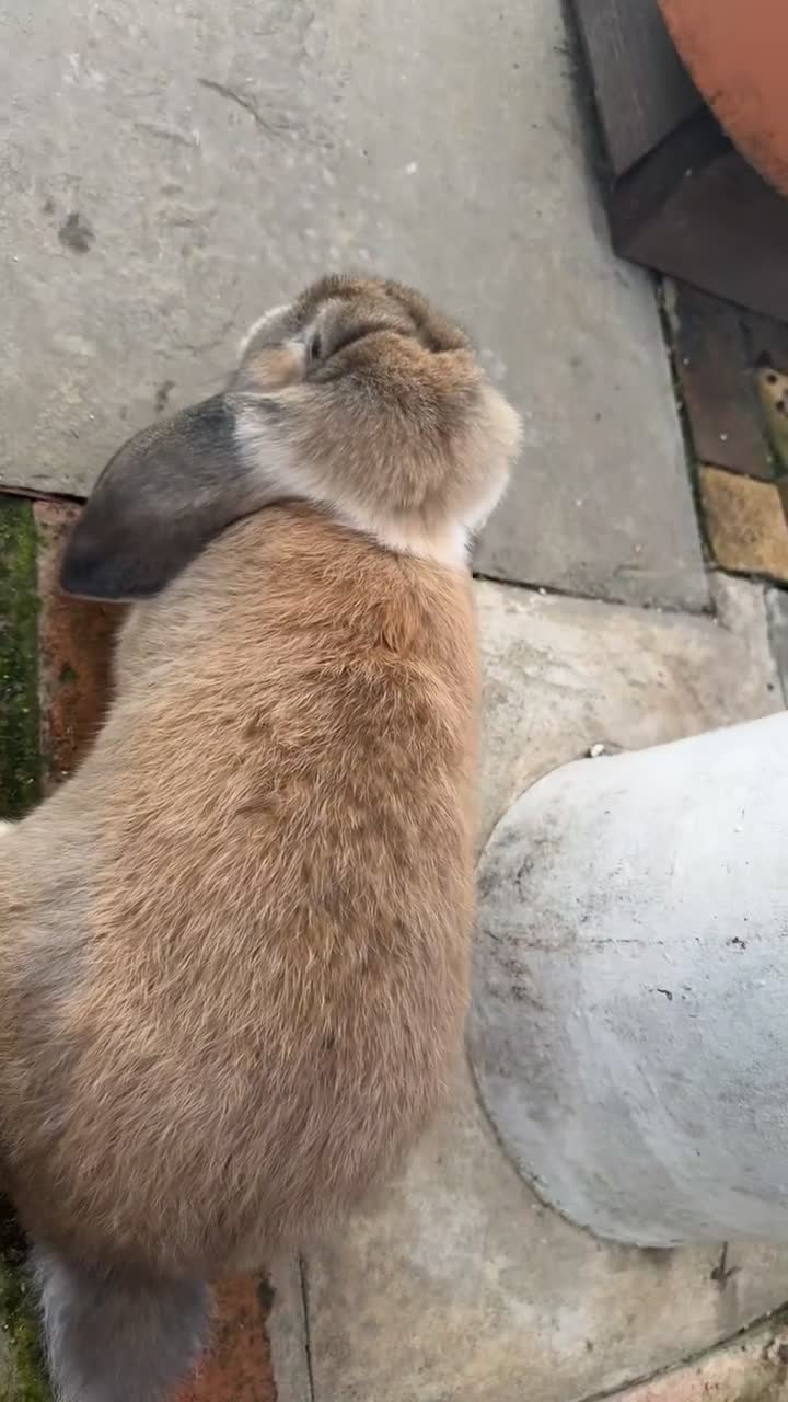 French Lop rabbits for sale: 1 Female 1 MaleRemaining Giant Lop Bunnies 🩵🩷 - Video 1