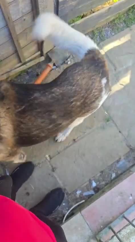 Akita dogs for sale: 8 Year old American Akita needing a home ASAP - Video 1