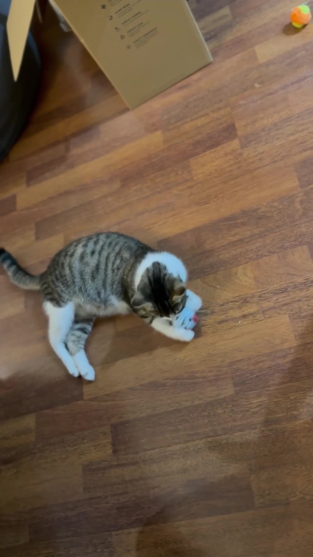 Domestic Shorthair cats for sale: Free girl cat (spayed) - Video 2