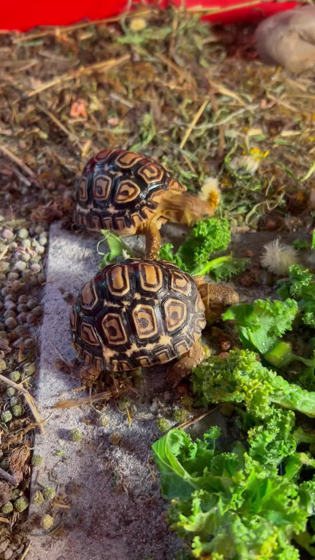 Tortoise reptiles for sale: Leopard tortoise x2 babies  - Video 1