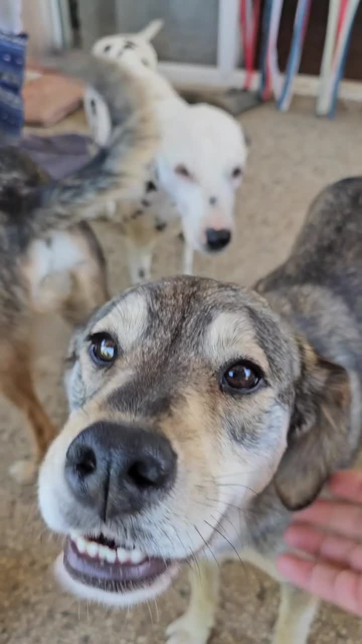 Mixed Breed dogs for adoption: 🐾 LAJKA – LOOKING FOR A FOREVER HOME 🐾 - Video 1