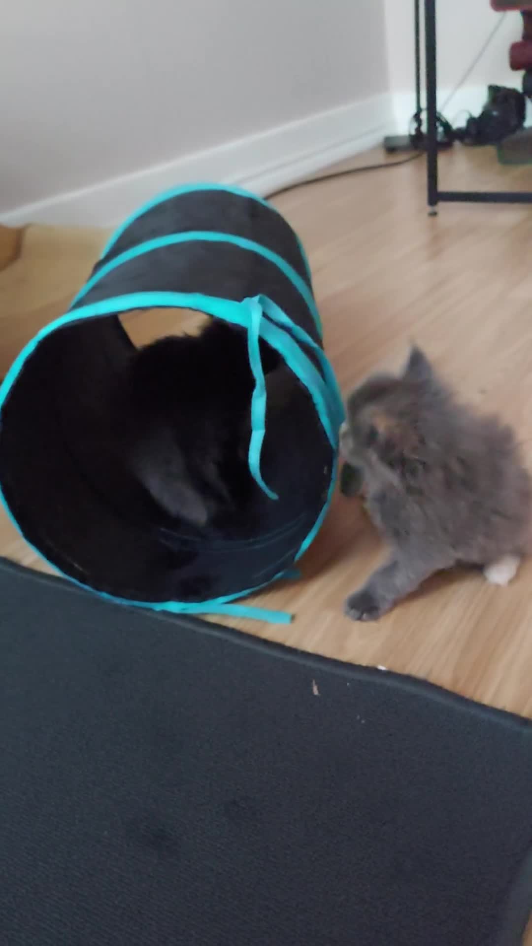 Maine Coon cats for sale: RARE COLOURS!!! MAINE COON KITTENS/DNA/GCCF  - Video 2