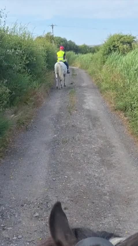 Appaloosa horses for sale: 5yr old Appaloosa Gelding  - Video 1
