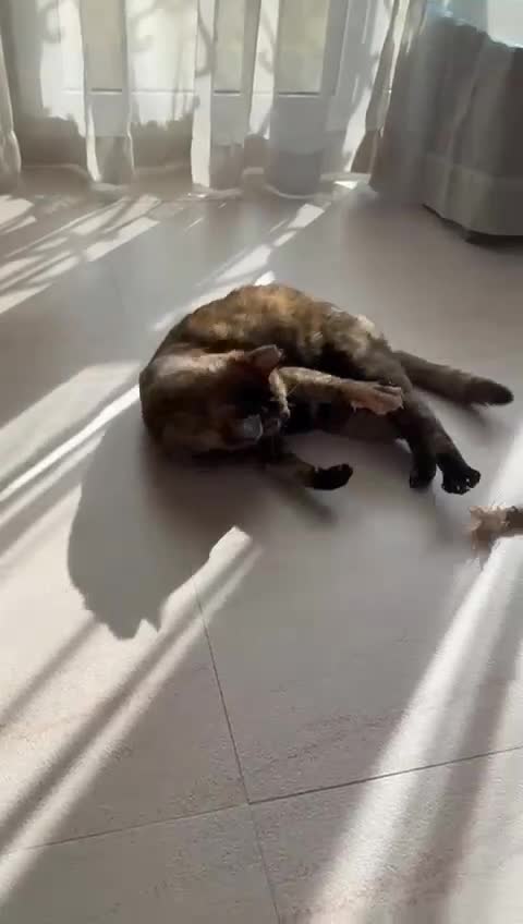 Mixed Breed cats for adoption: LOTTI - TORTOISHELL GIRL VERY AFFECTIONATE SPAYED - Video 1