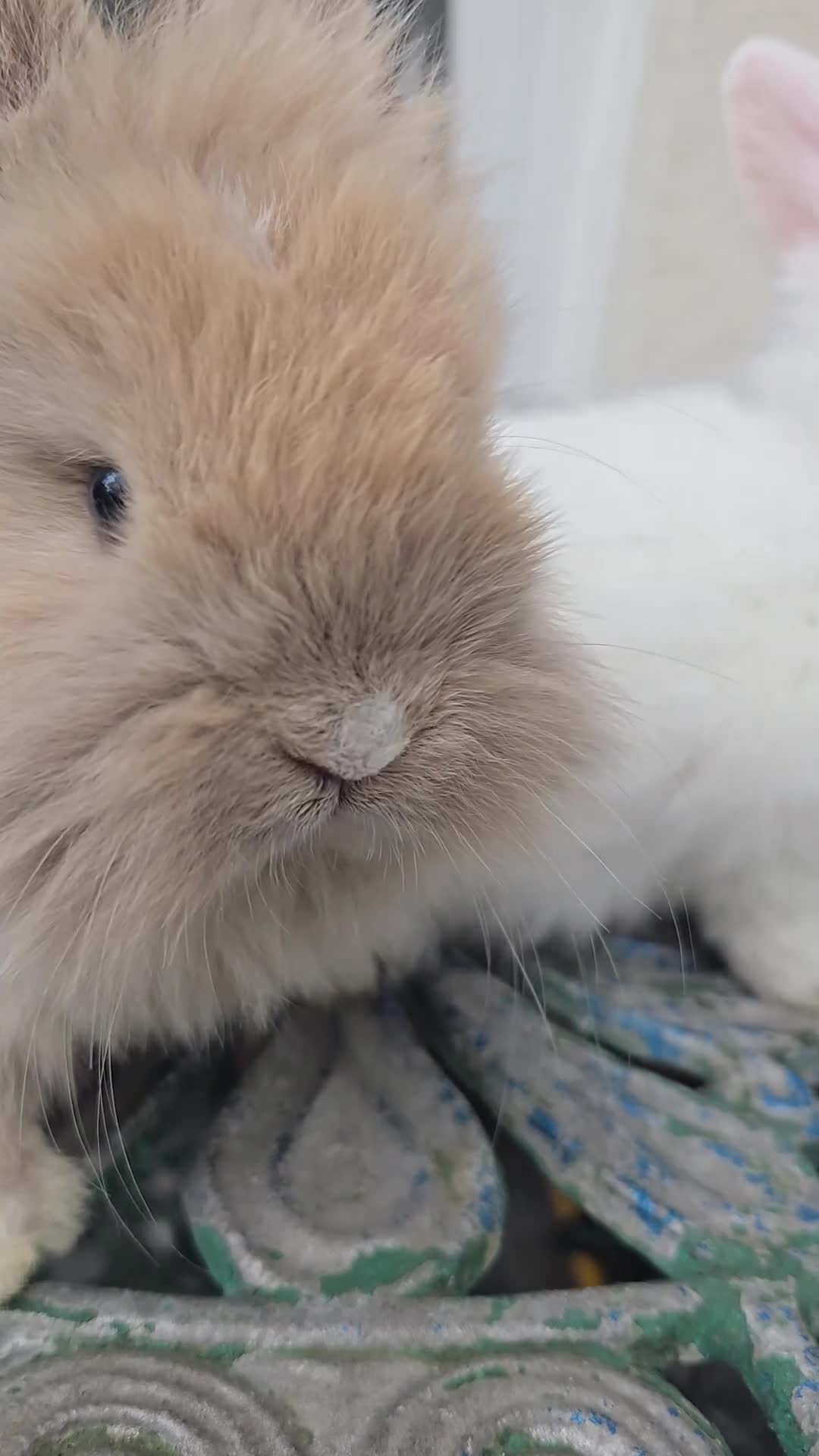 Lionhead rabbits for sale: Cutest blue eye Supersoft Double mane lion head  - Video 2