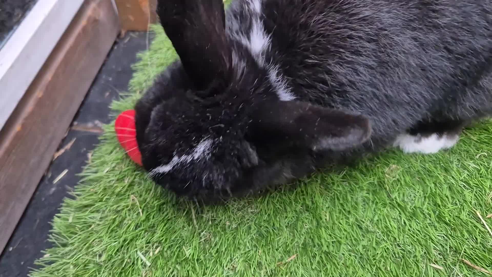 Mini Lop rabbits for sale: 1 year old lovely mini lop named Oreo  - Video 2