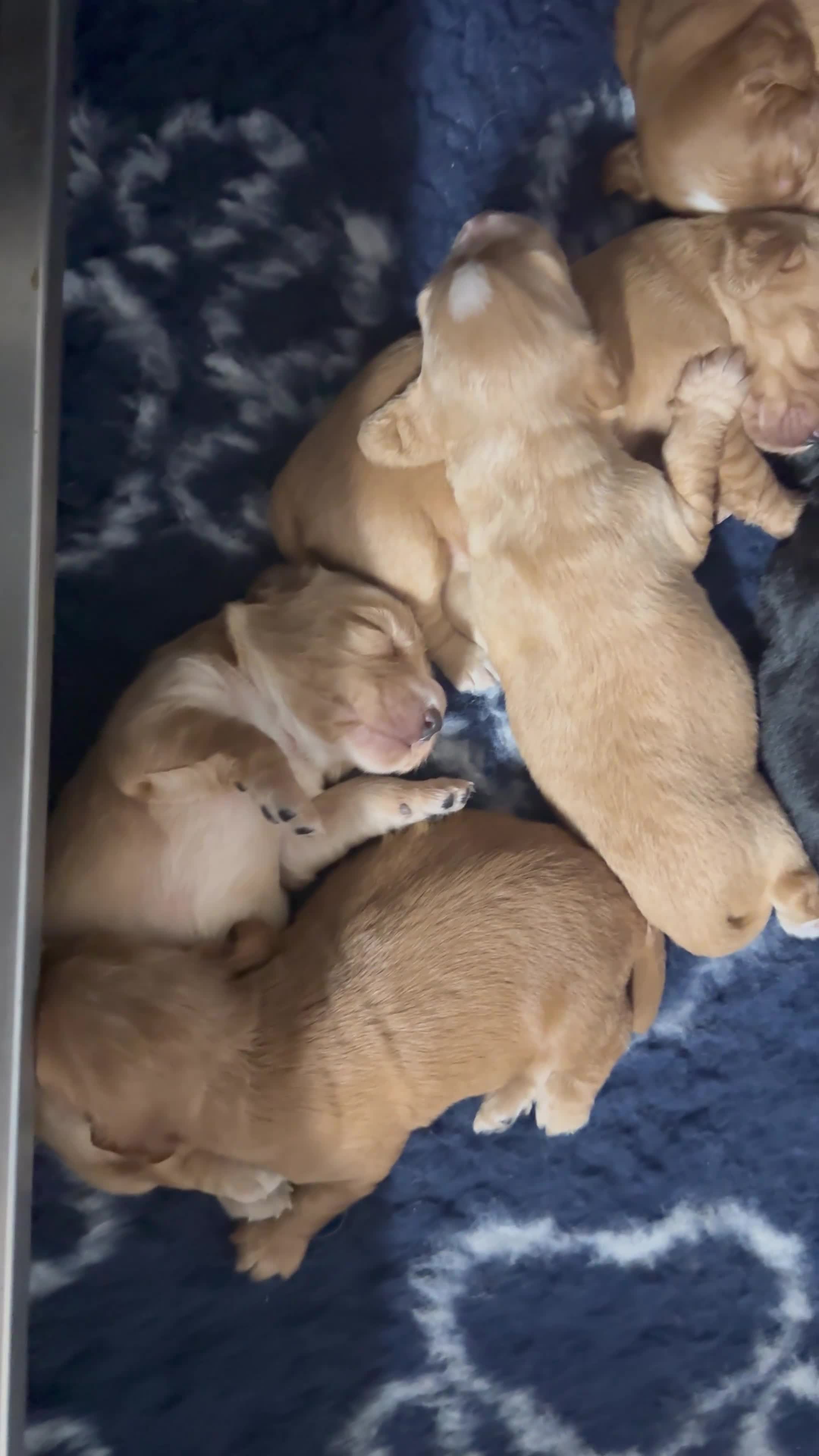 Cocker Spaniel dogs for sale: 3 gorgeous golden boys available  in Worcester - Video 1