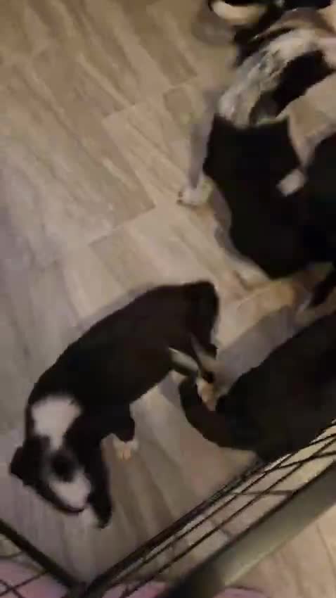 Border Collie dogs for sale: Border collie puppys - Video 1