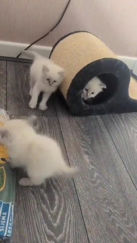 Ragdoll cats for sale: Beautiful gccf registered kittens - Video 1