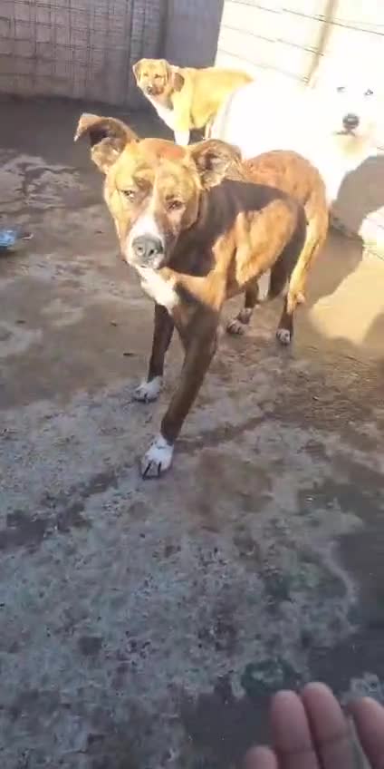 Mixed Breed dogs for adoption: 🐾🤍ALINA – A Beautiful Young Soul Still Waiting🐾 - Video 2