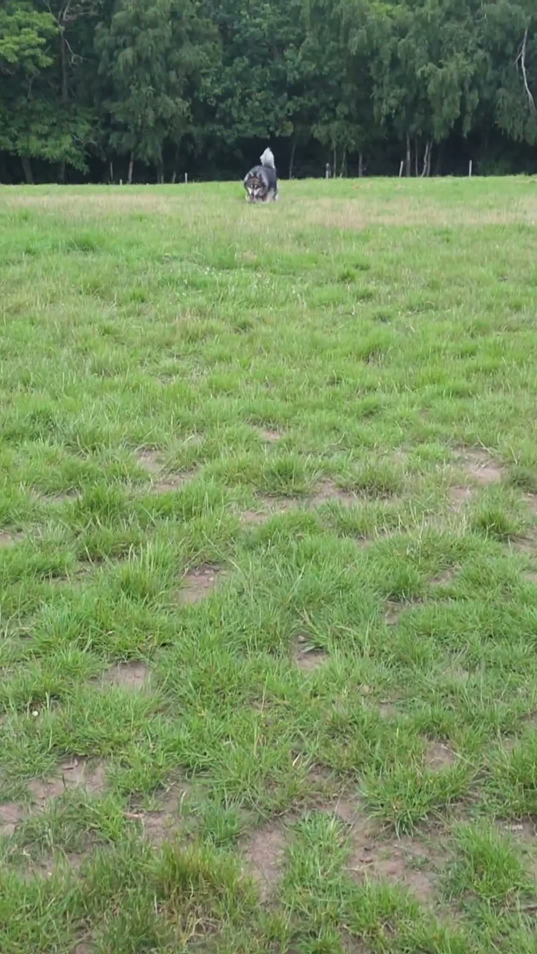 Mixed Breed dogs for stud: BUDDY  in Whitstable - Video 1