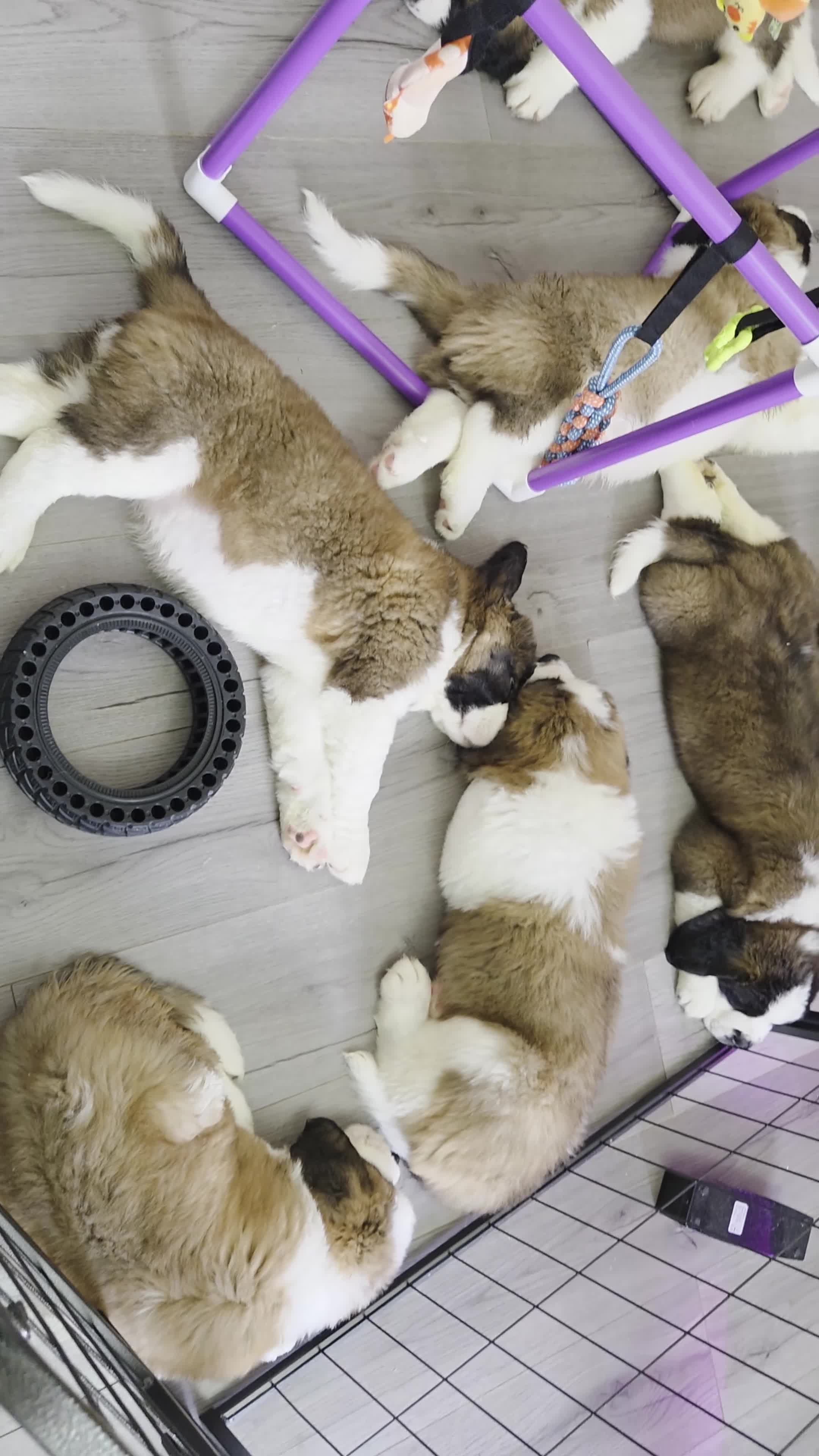 Saint Bernard dogs for sale: Saint Bernard puppies for sale in Leicester - Video 2