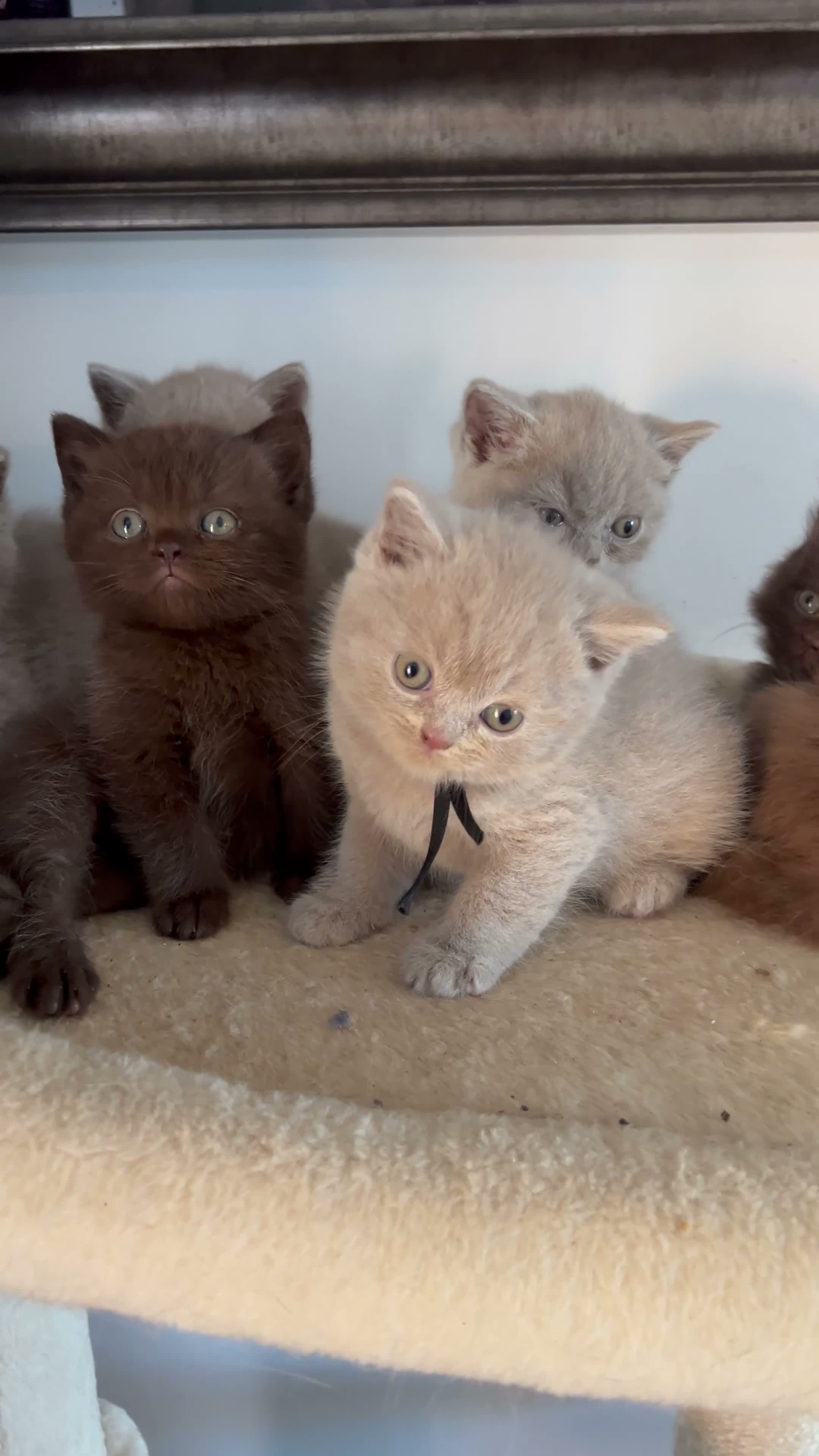 British Shorthair cats for sale: BSH and 1Longhair kittens - Video 4