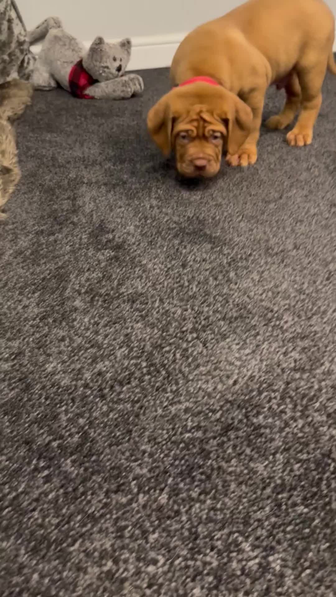 Dogue De Bordeaux dogs for sale: Excellent home bred pups - Video 3