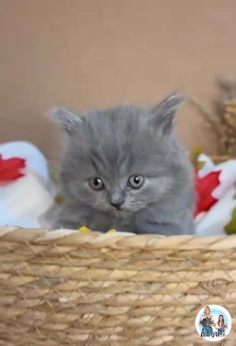 British Shorthair cats for sale: 3 British short hair / long hair kittens  - Video 1