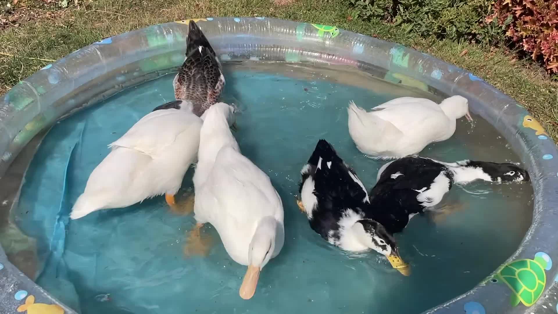Ducks poultry for sale: 6 beautiful Indian Runner Ducks x for rehoming in Buntingford - Video 1
