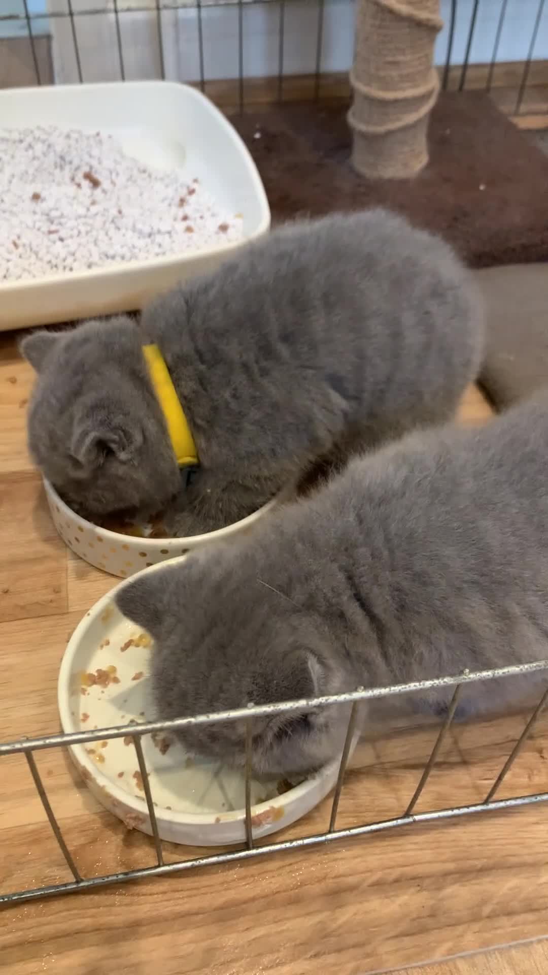 British Shorthair cats for sale: GCCF Pedigree Pure Blue British Shorthair - Video 1