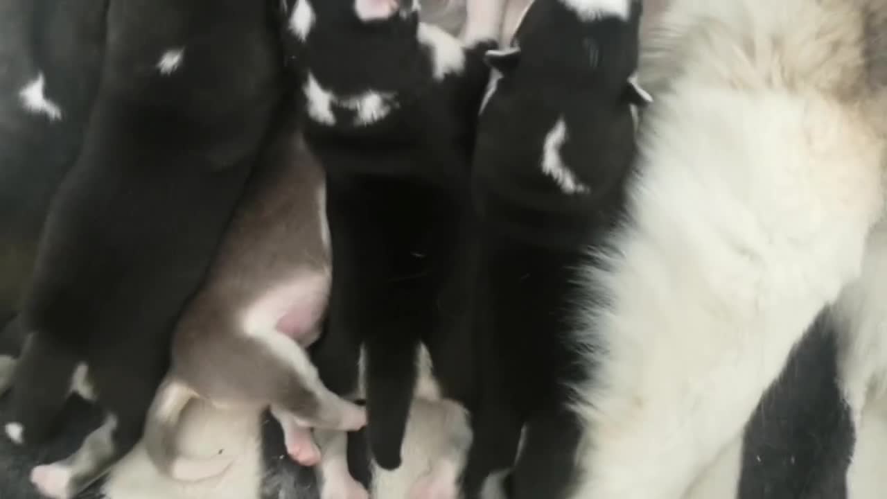 Siberian Husky dogs for sale: Siberian Huskies 1 Male 4 Female - Video 1