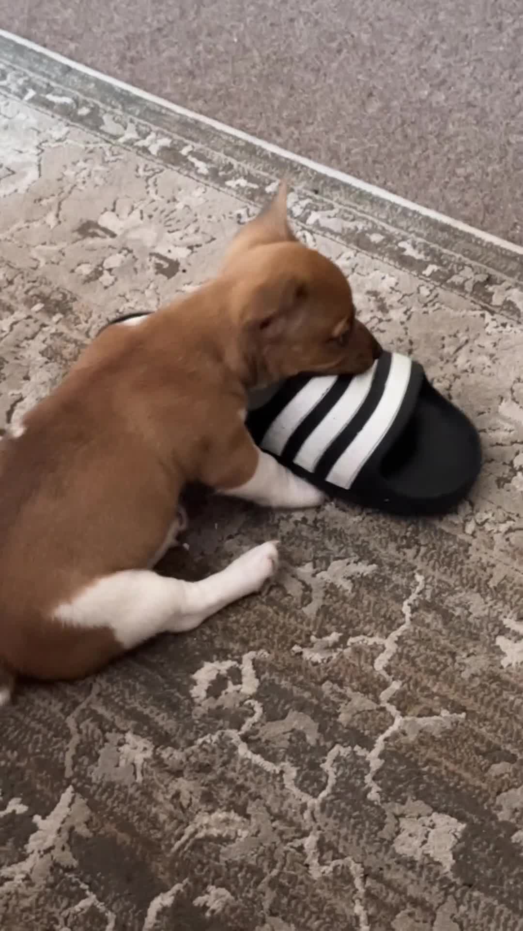 Jack Russell dogs for sale: Jack Russell girl  - Video 1