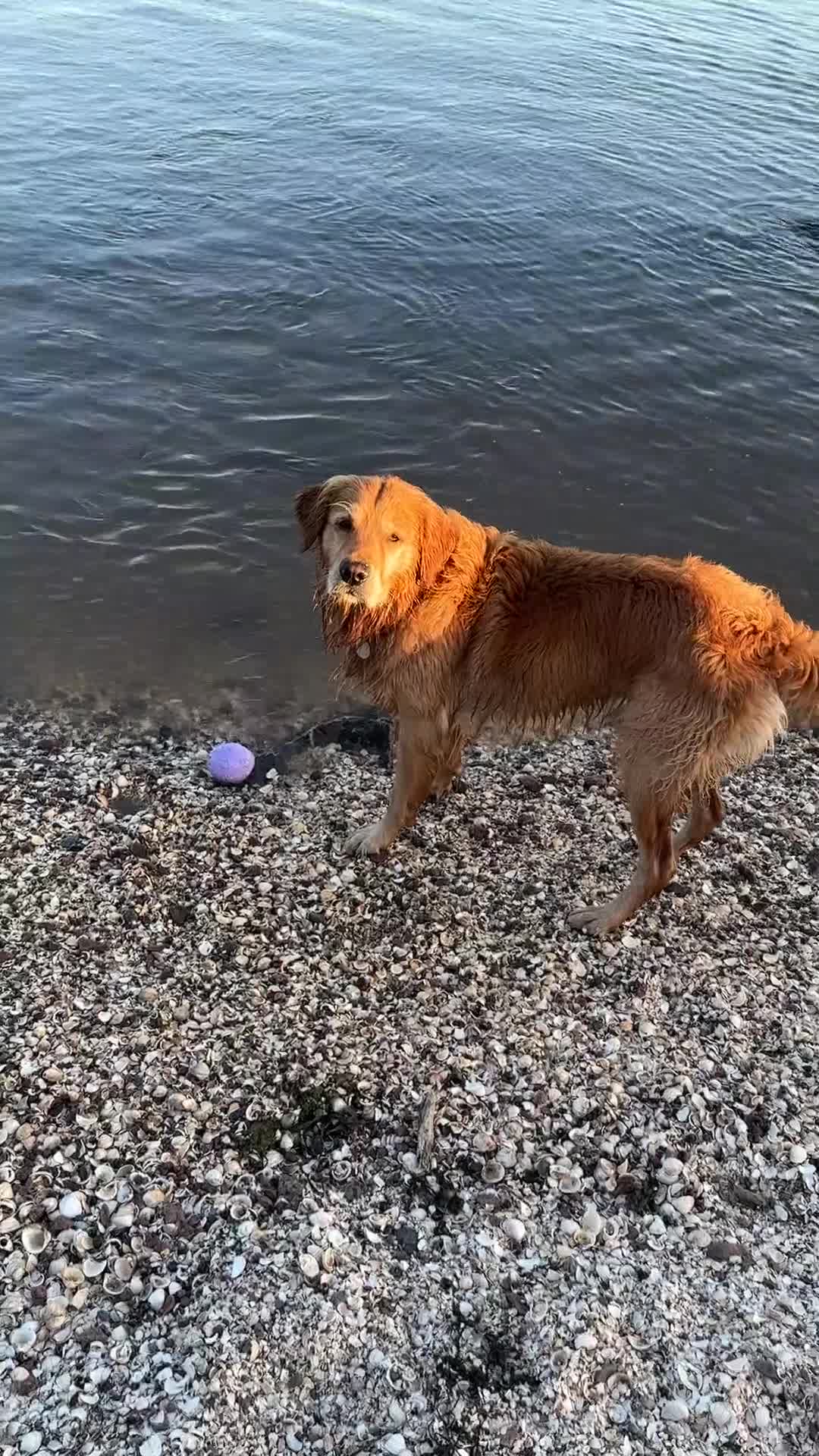 Golden Retriever dogs for stud: Golden retriever stud - Video 1