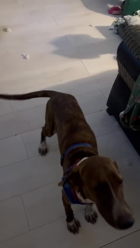 Mixed Breed dogs for adoption: Billy is ready for his forever  - Video 2