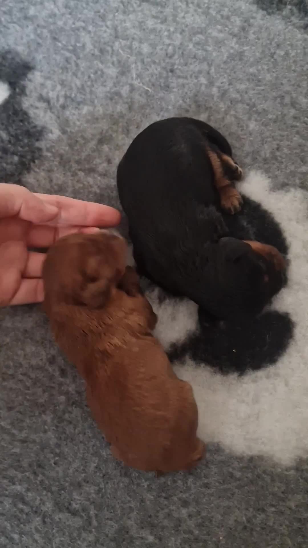 Cavalier King Charles Spaniel dogs for sale: Cavalier King Charles Spaniel puppies - Video 1