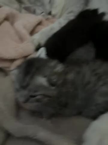 British Shorthair cats for sale: Beautiful British short hair in Birmingham - Video 1